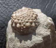 Acrocidaris nobilis (Agassiz, 1840)