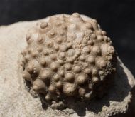 Acrocidaris nobilis (Agassiz, 1840)