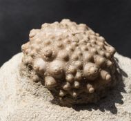 Acrocidaris nobilis (Agassiz, 1840)