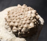 Acrocidaris nobilis (Agassiz, 1840)
