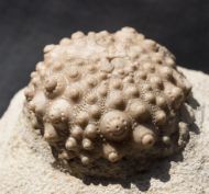 Acrocidaris nobilis (Agassiz, 1840)