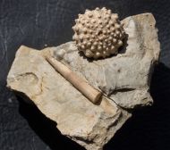 Acrocidaris nobilis (Agassiz, 1840)
