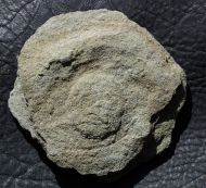 Cyclomedusa dniestriensis Grytsenko,2020