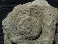 Cyclomedusa dniestriensis Grytsenko,2020