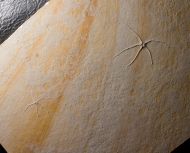 Geocoma carinata (GOLDFUSS, 1833)