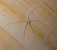Geocoma carinata (GOLDFUSS, 1833)