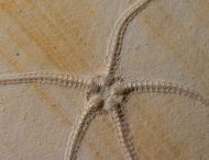 Geocoma carinata (GOLDFUSS, 1833)