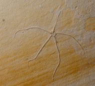 Geocoma carinata (GOLDFUSS, 1833)