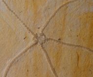 Geocoma carinata (GOLDFUSS, 1833)