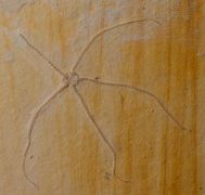 Geocoma carinata (GOLDFUSS, 1833)