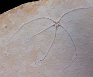 Geocoma carinata (GOLDFUSS, 1833)