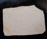 Geocoma carinata (GOLDFUSS, 1833)