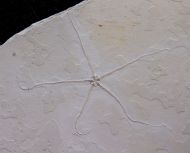 Geocoma carinata (GOLDFUSS, 1833)