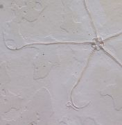 Geocoma carinata (GOLDFUSS, 1833)