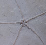 Geocoma carinata (GOLDFUSS, 1833)