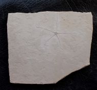 Geocoma carinata (GOLDFUSS, 1833)