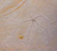 Geocoma carinata (GOLDFUSS, 1833)