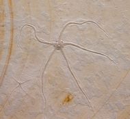 Geocoma carinata (GOLDFUSS, 1833)