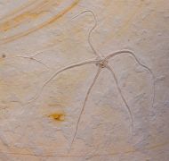 Geocoma carinata (GOLDFUSS, 1833)