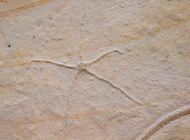Geocoma carinata (GOLDFUSS, 1833)