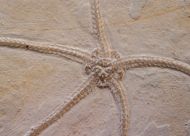 Geocoma carinata (GOLDFUSS, 1833)