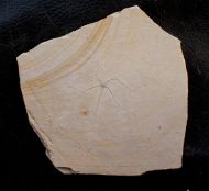 Geocoma carinata (GOLDFUSS, 1833)