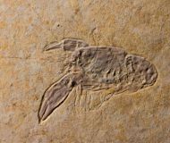Eryma modestiformes SCHLOTHEIM  1822