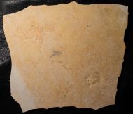 Eryma modestiformes SCHLOTHEIM  1822