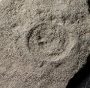 Cyclomedusa dniestriensis Grytsenko,2020