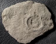 Cyclomedusa dniestriensis Grytsenko,2020