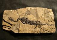 Neusticosaurus pusillus FRAAS