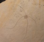 Geocoma carinata (GOLDFUSS, 1833)