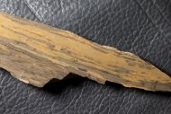 Kussiella cf. kussiensis (Krylov 1963)