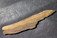 Kussiella cf. kussiensis (Krylov 1963)