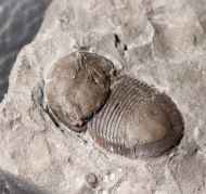 Bumastus ioxus (Hall 1852)