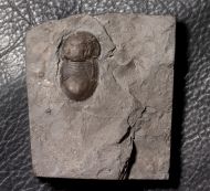 Bumastus ioxus (Hall 1852)