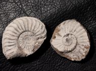 Pleuroceras solare (Phillips 1829)