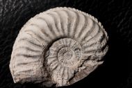 Pleuroceras solare (Phillips 1829)