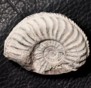 Pleuroceras solare (Phillips 1829)