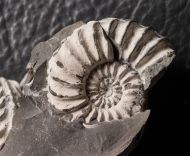 Pleuroceras solare (Phillips 1829)
