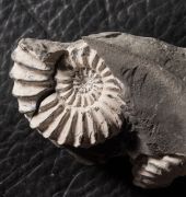 Pleuroceras solare (Phillips 1829)