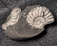 Pleuroceras solare (Phillips 1829)