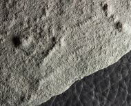 Palaeopascichnus delicatus Palij, 1976