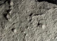 Palaeopascichnus delicatus Palij, 1976