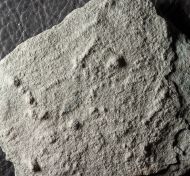 Palaeopascichnus delicatus Palij, 1976