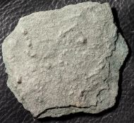 Palaeopascichnus delicatus Palij, 1976