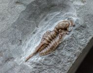 Cyphaspis elachopos (Thomas, 1978)