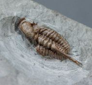 Cyphaspis elachopos (Thomas, 1978)