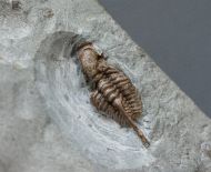 Cyphaspis elachopos (Thomas, 1978)