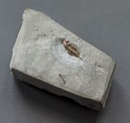 Cyphaspis elachopos (Thomas, 1978)